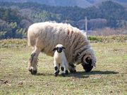 ローザンベリー多和田の写真4