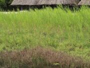 高倉群(群倉)の写真2