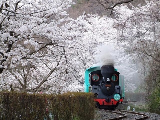 やながわ希望の森公園のミニSL