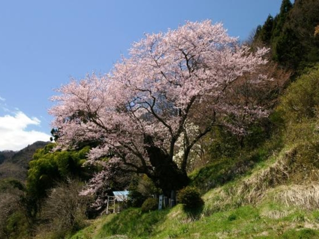駒ヒメ桜の写真1