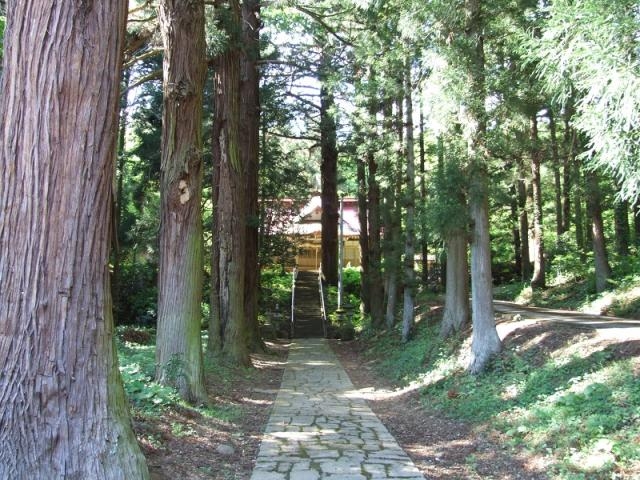 諏訪神社の大杉群の写真1