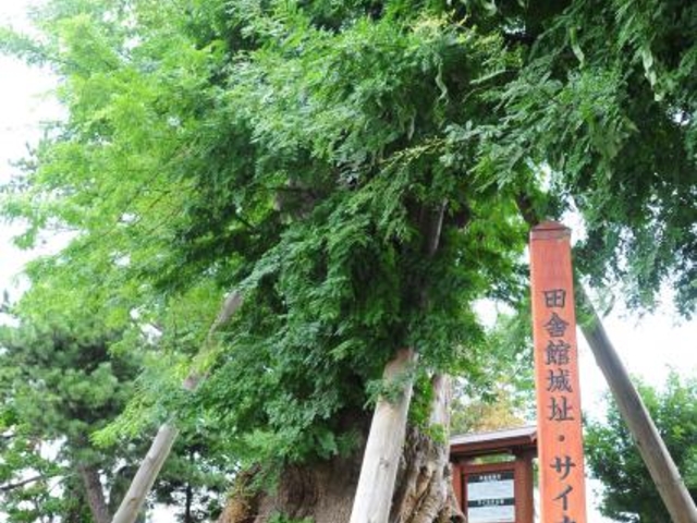 田舎舘城址・サイカチ大樹の写真1
