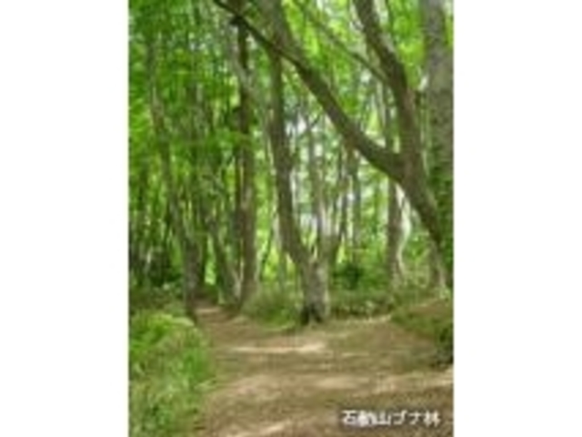 石動山ブナ林の写真1
