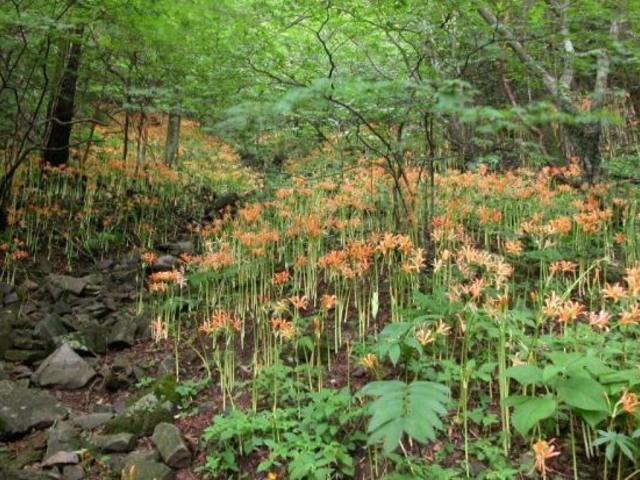 多良岳のオオキツネノカミソリの写真1