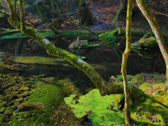 山吹水源