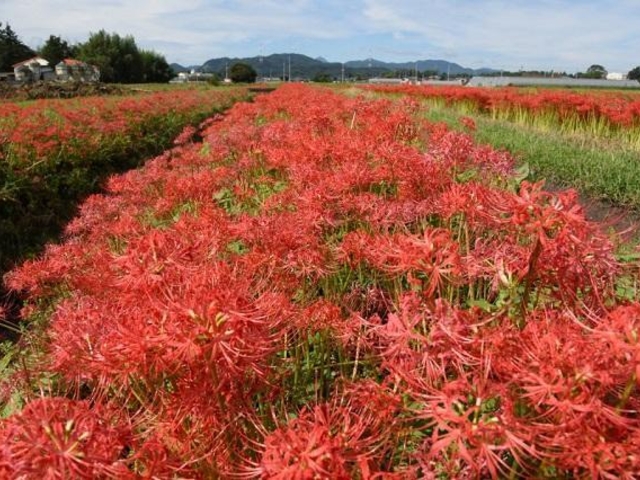 水押川の曼珠沙華の写真1