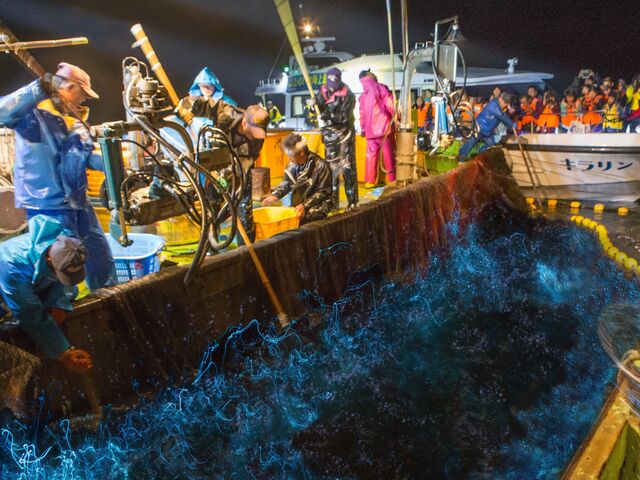 ほたるいか海上観光の写真1