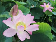 千栗土居公園のハスの競演の写真2