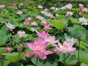 千栗土居公園のハスの競演の写真3