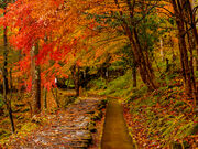 付知峡の紅葉の写真3