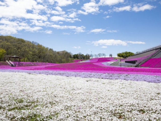 芝ざくら公園の写真1
