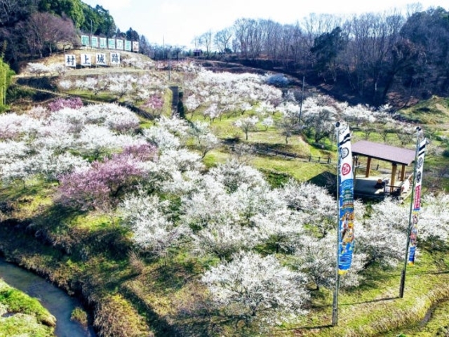 観音山梅の里 梅園の写真1