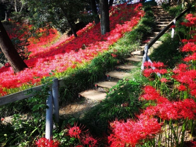 離山公園の桜と彼岸花の写真1