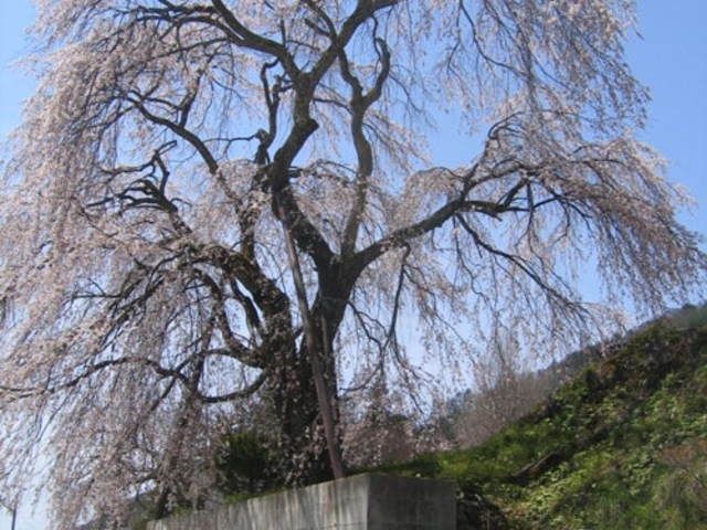 成就院来鳳枝垂桜と大銀杏の写真1