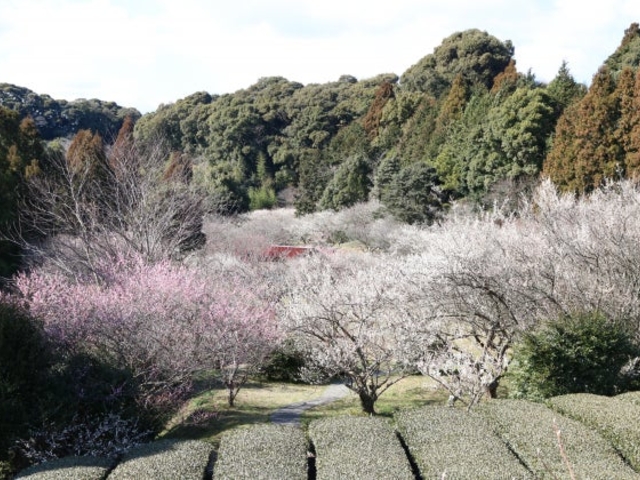 相良梅園の写真1