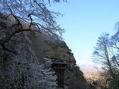 布引観音の桜の写真1