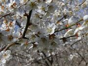 観音山梅の里 梅園の写真2