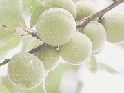 観音山梅の里 梅園の写真3