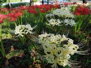 離山公園の桜と彼岸花の写真3