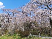 離山公園の桜と彼岸花の写真4