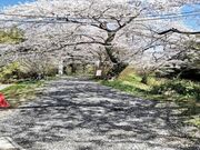 離山公園の桜と彼岸花の写真5