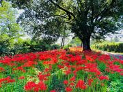 烏川の彼岸花の写真2