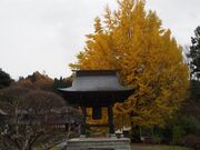 成就院来鳳枝垂桜と大銀杏の写真2