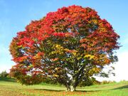 大峰高原白樺の森・桜・紅葉の写真2