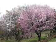 大峰高原白樺の森・桜・紅葉の写真3