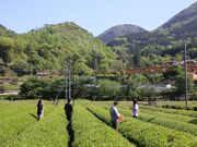 茶畑一望「お茶テラス」で愉しむ煎茶体験の写真2