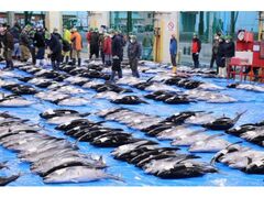 那智勝浦 生まぐろ市場競り(入札方式)ガイドツアーの写真1