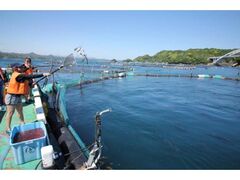 本マグロ養殖体験の写真1