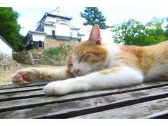 備中松山城猫城主さんじゅーろーの写真1