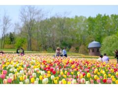 国営滝野すずらん丘陵公園グリーンシーズンオープンの写真1