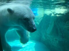旭川市旭山動物園夏期開園の写真1