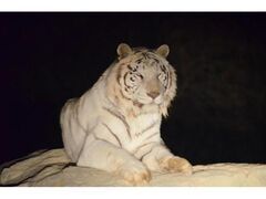 群馬サファリパーク ナイトサファリの写真1