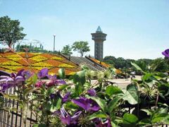 相模原麻溝公園のクレマチスの写真1