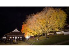 旧閑谷学校 紅葉とライトアップの写真1