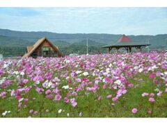 北房コスモス広場 コスモスの開花の写真1