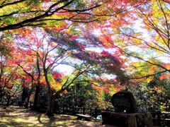 尾関山公園 紅葉ライトアップの写真1