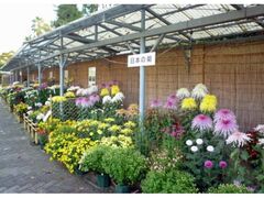 広島市植物公園 キク展の写真1