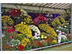 縮景園 菊花展の写真1