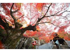大聖院 紅もみじライトアップの写真1