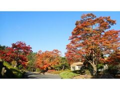 広島県緑化センター もみじ祭り2025の写真1