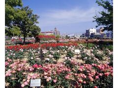 緑町公園の秋ばらの写真1