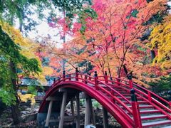 今高野山の紅葉の写真1