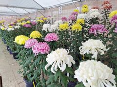 広島城大菊花展の写真1