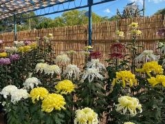 第70回福山菊花展覧会の写真1