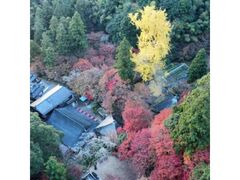 龍蔵寺の大銀杏の写真1