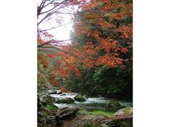 高瀬峡の紅葉の写真1